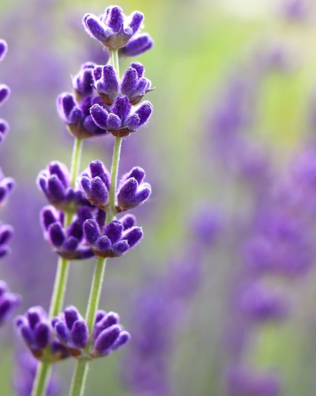 Lavender (Bulgaria) Essential Oil