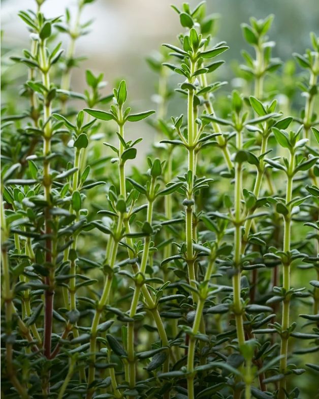 Thyme Essential Oil