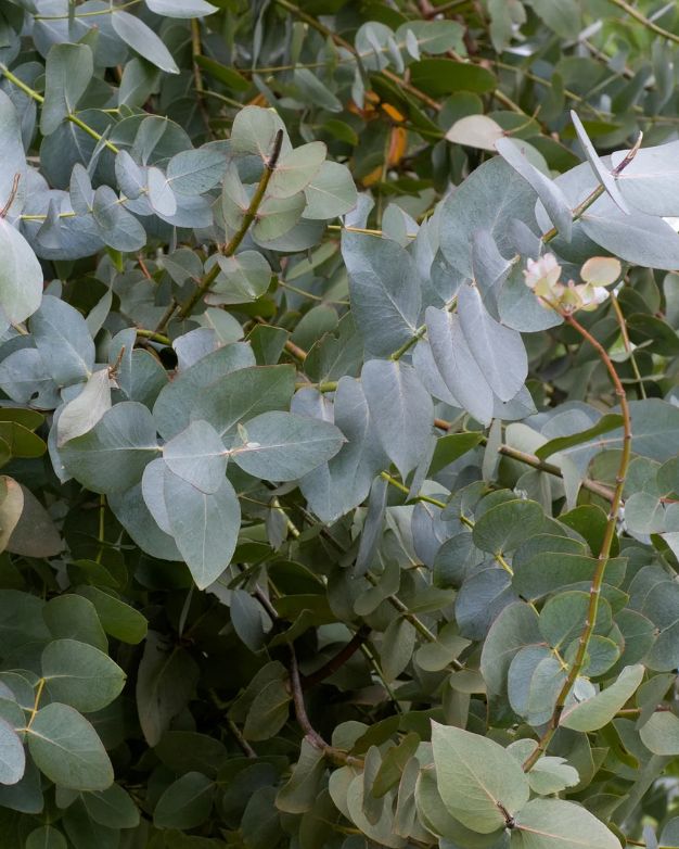 Eucalyptus Essential Oil