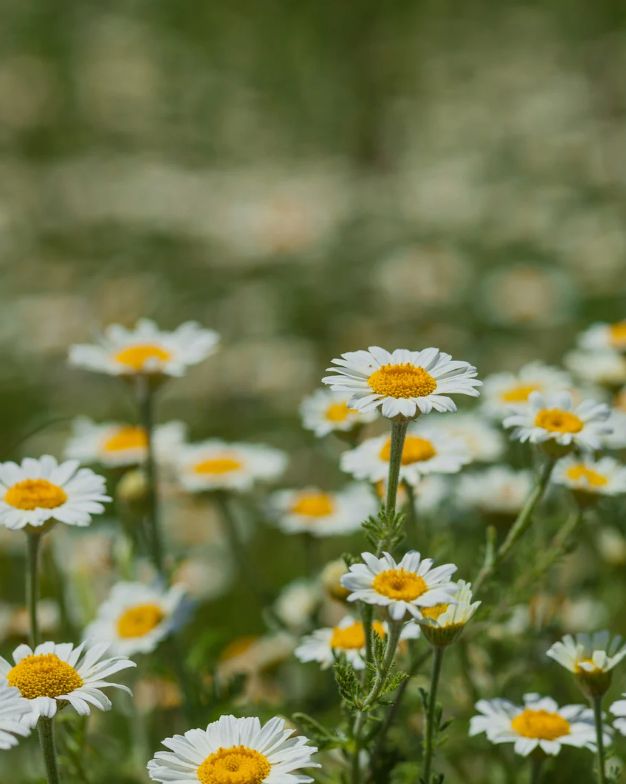Chamomile Essential Oil