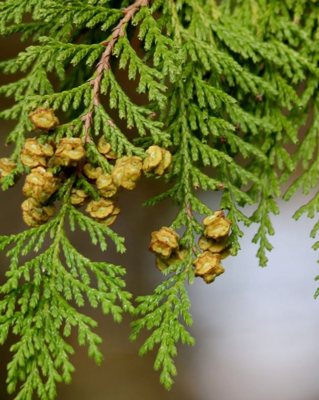 Cypress Essential Oil