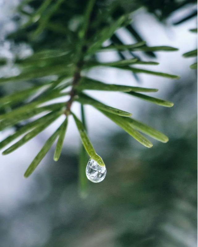 Fir Essential Oil