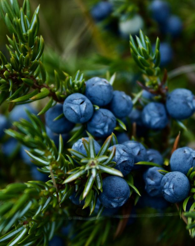 Juniper Berry Essential Oil