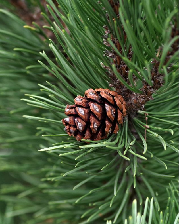 Scotch Pine Essential Oil