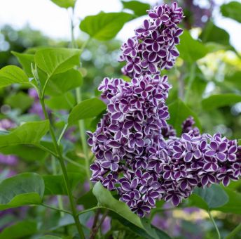 Lilac Essence