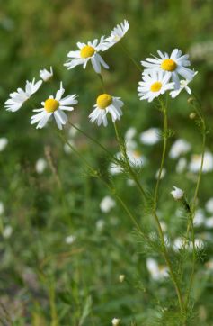 Chamomile Essence