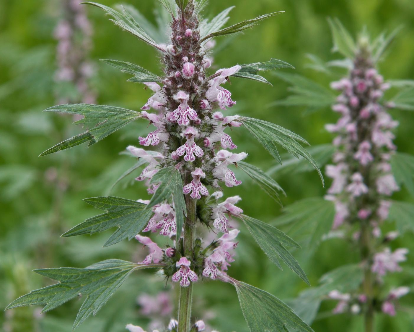 Motherwort Essence Motherwort Essence