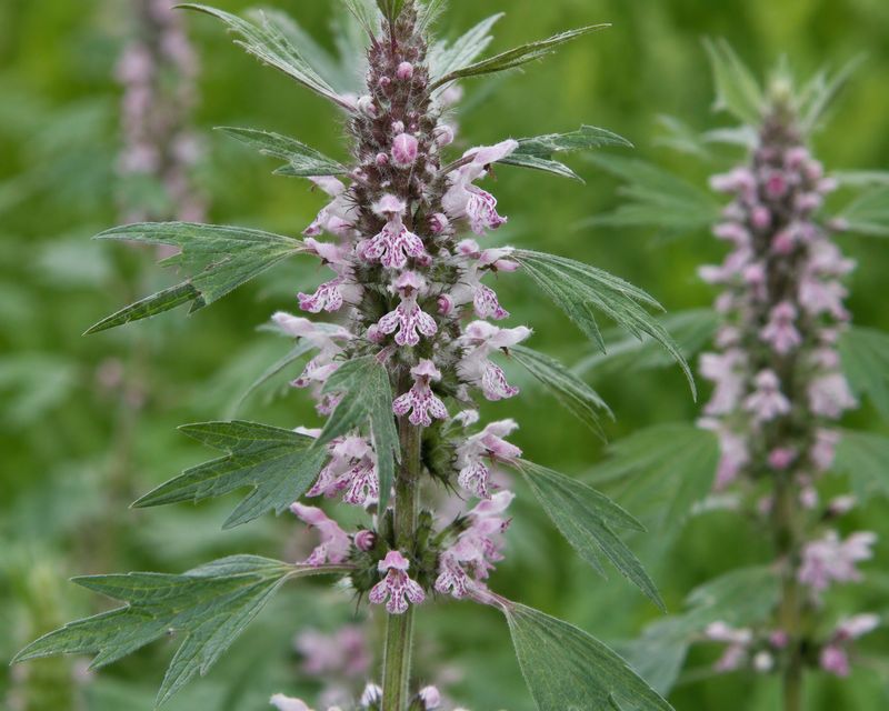 Motherwort Essence
