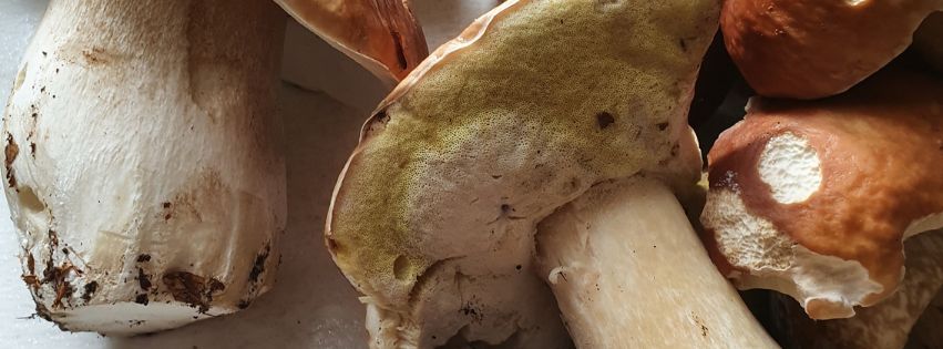 Mushroom Madnes Registration