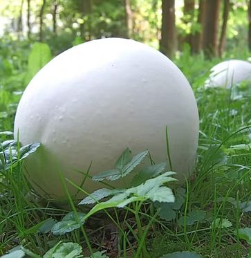 Puffball Essence