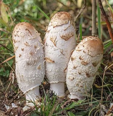Shaggy Mane Essence