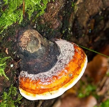 Red Belted Conk Essence