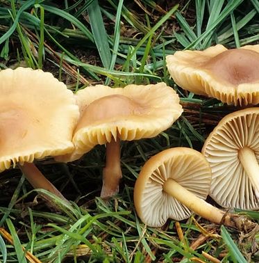 Fairy Ring Essence