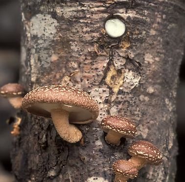 Shiitake Essence