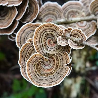 Turkey Tail Essence