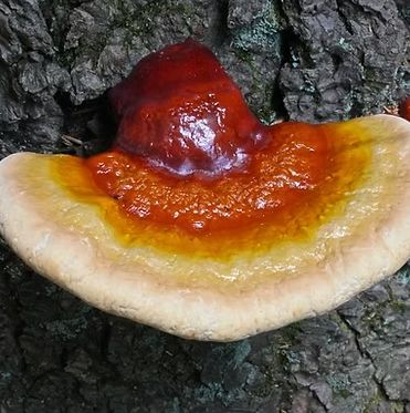 Reishi Essence
