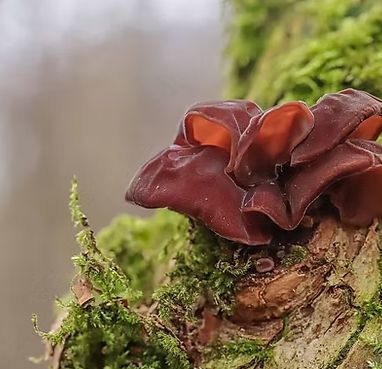 Wood Ear Essence
