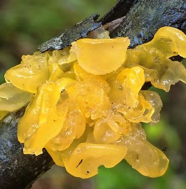 Witch's Butter Essence
