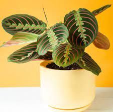 Plant-Green