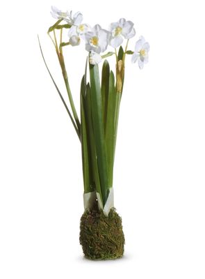 Narrcissus Plant Drop In