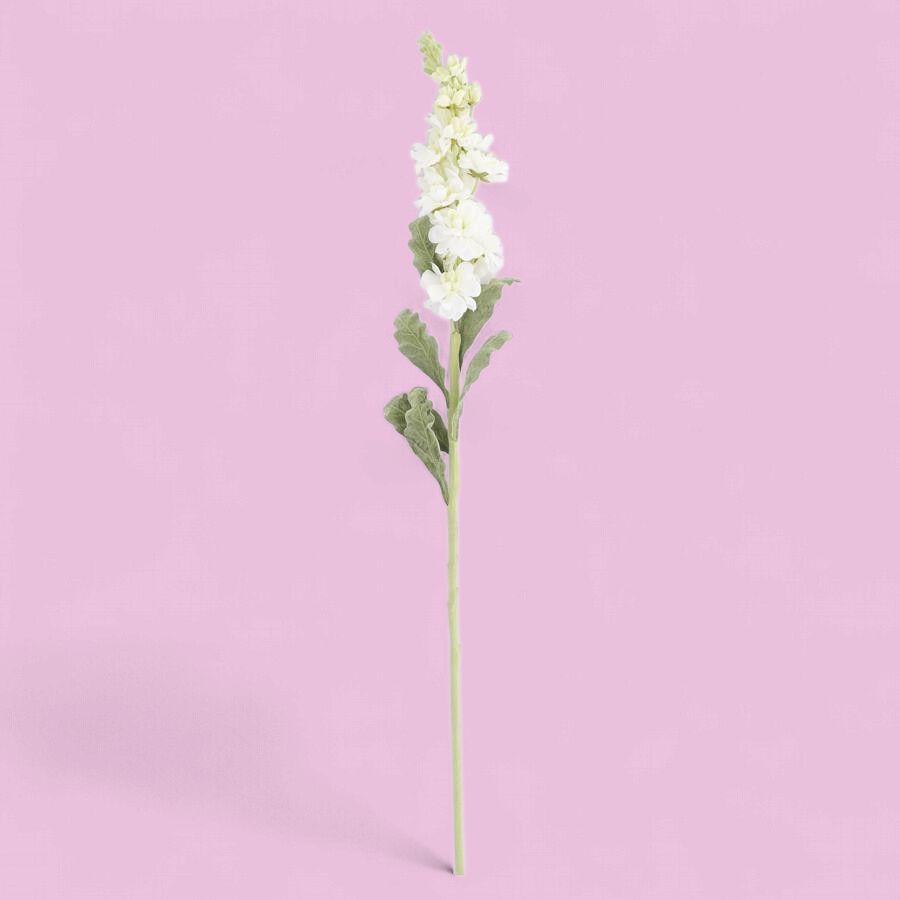 White Stock Flower Stem