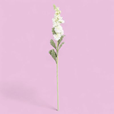 White Stock Flower Stem