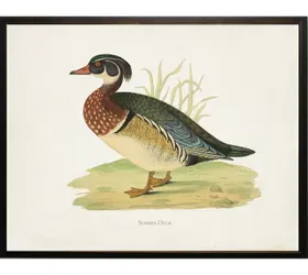 Summer Duck Bookplate Framed Print