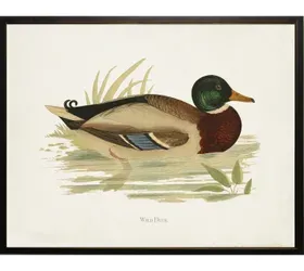Wild Duck Bookplate Framed Print