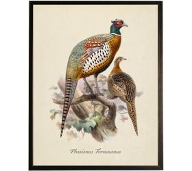 Framed Vintage Pheasants I
