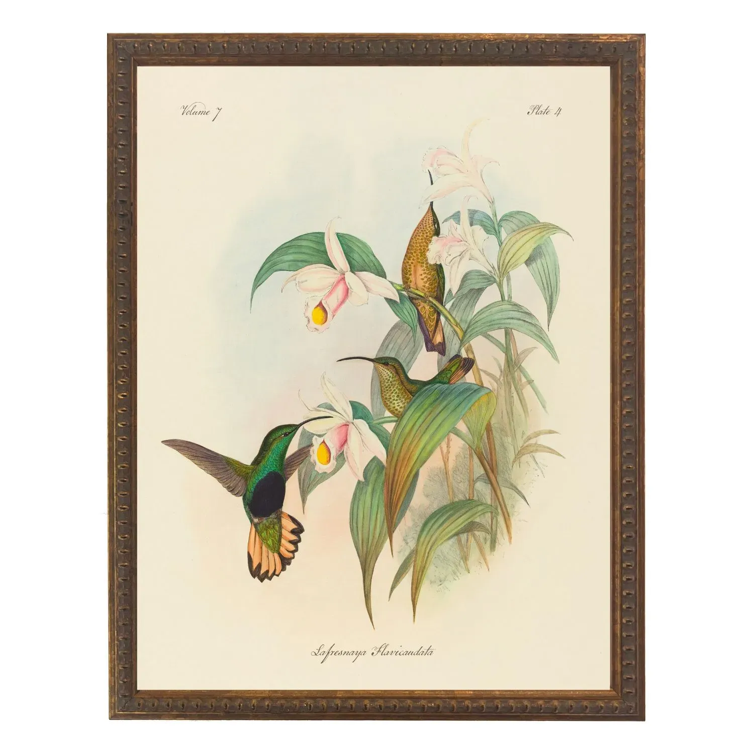 Vintage Hummingbirds Bookplate Framed Print IV