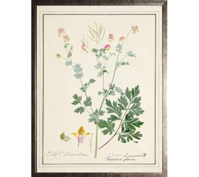 Fumaria Glauca Watercolor Framed Engraving