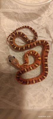 Scaleless Cornsnake (Temporarily Out Of Stock)
