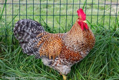 Pullets