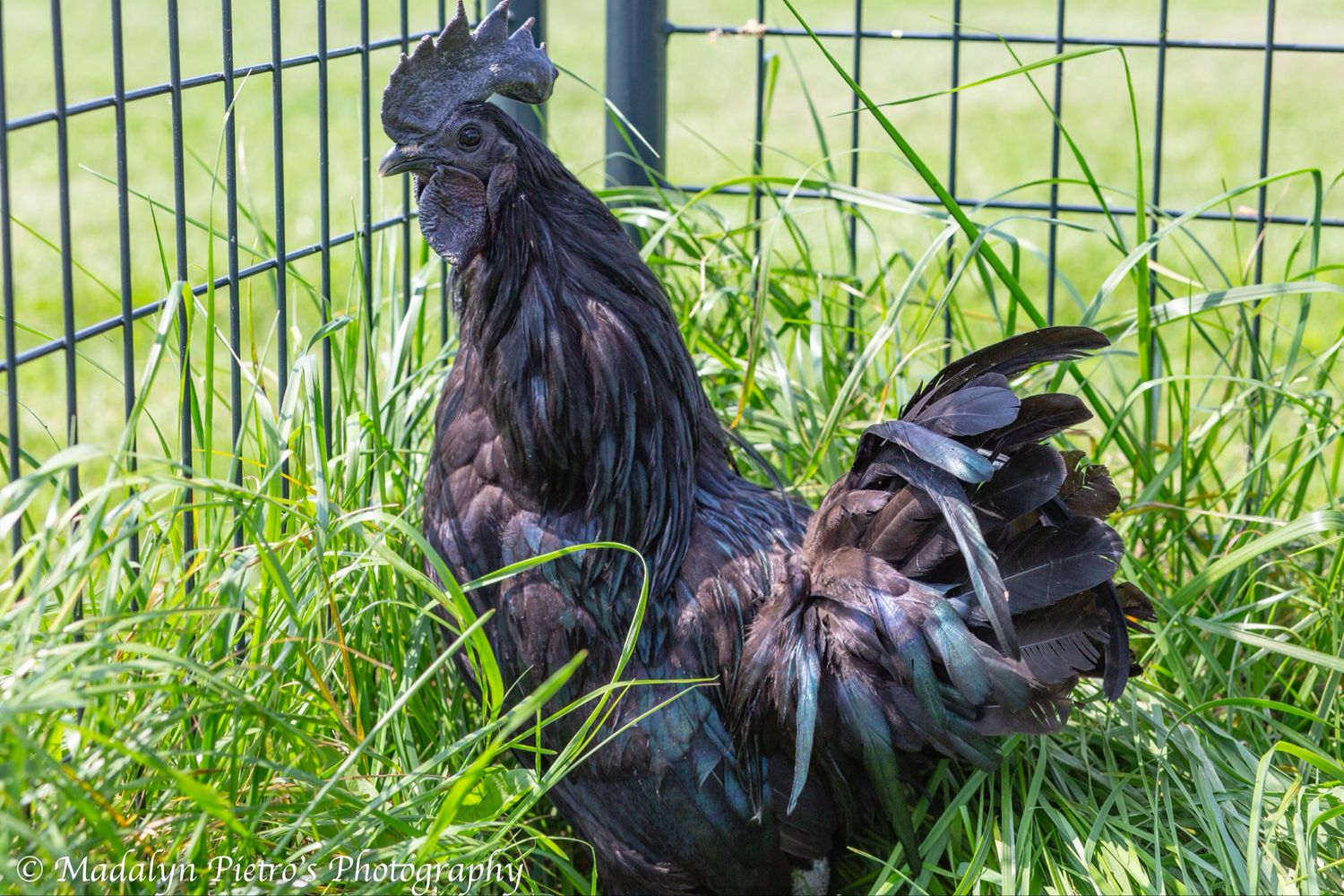 Ayam Cemani Pullet