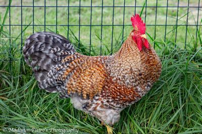 Bielefelder Pullet