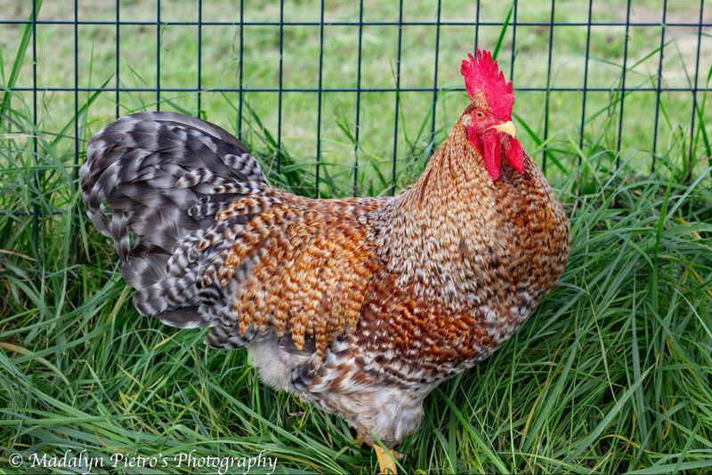 Bielefelder Pullet