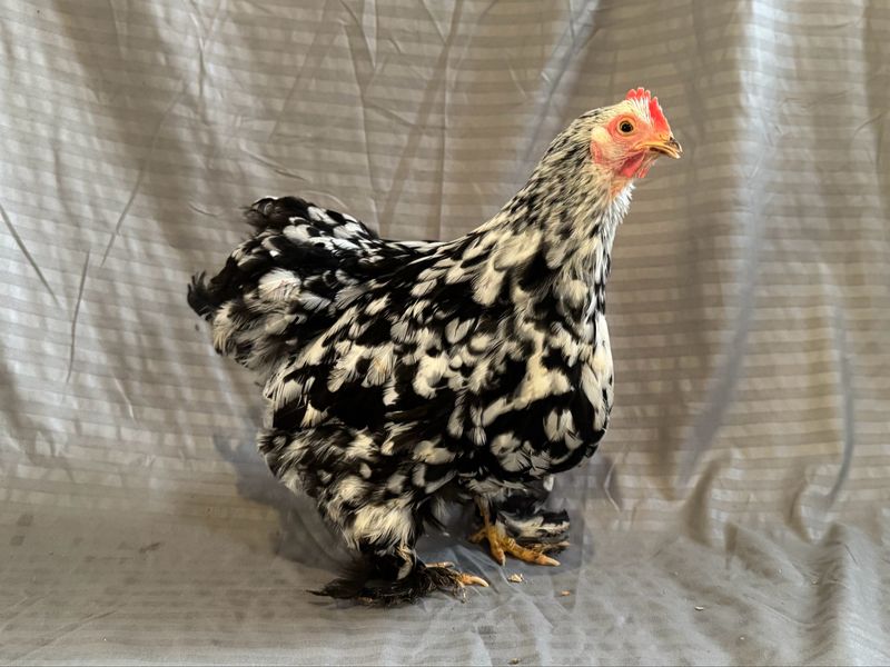 Mottled Bantum Cochin