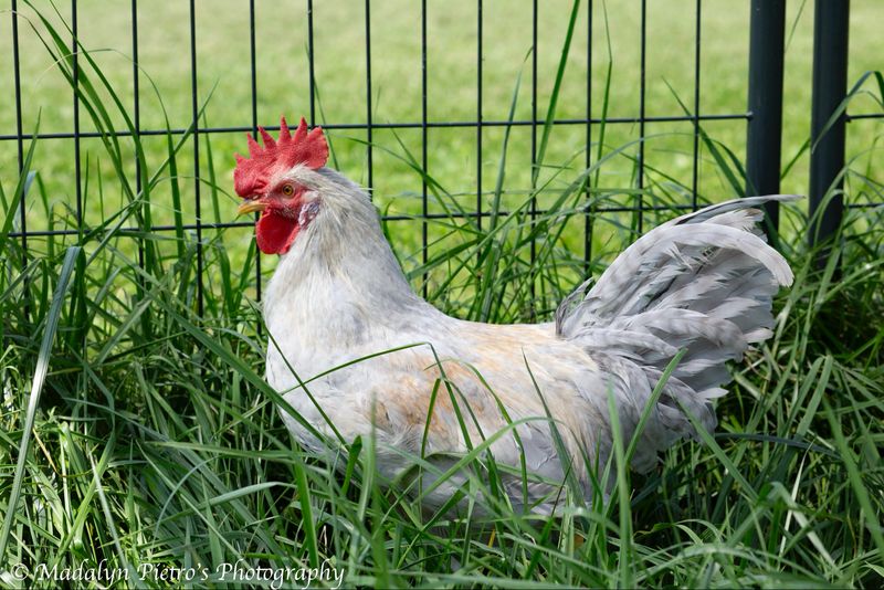 Opal Legbar Pullet