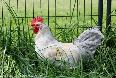 Opal Legbar Pullet