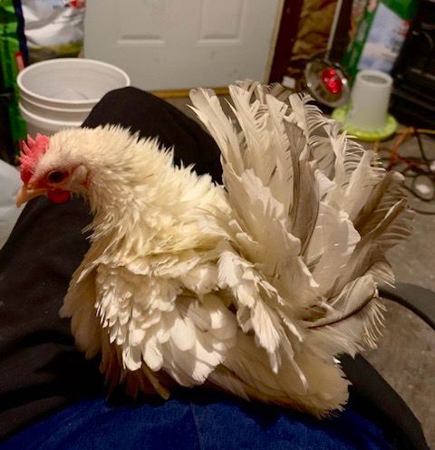 Serama Frizzle