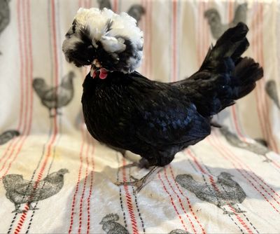 White Crested Black Polish