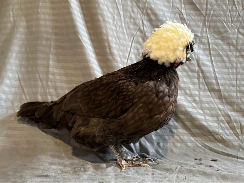 White Crested Chocolate Polish