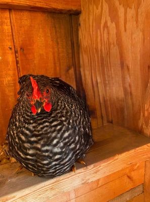 Barred Rock Pullet