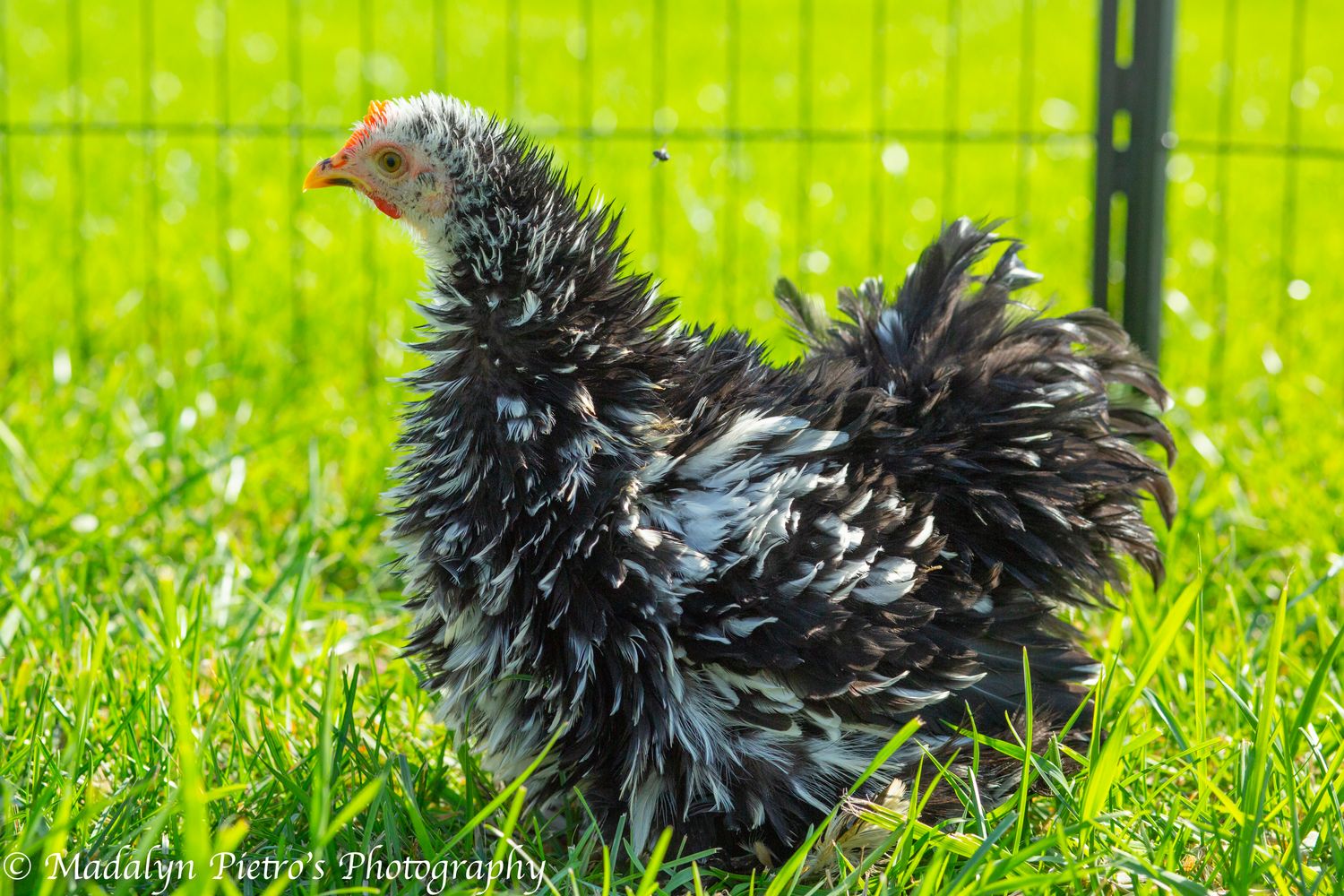 Assorted Frizzle Bantam Cochin