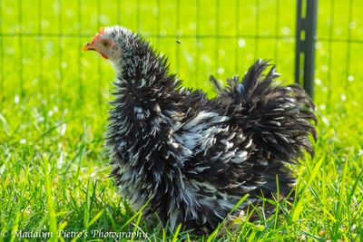 Assorted Frizzle Bantam Cochin