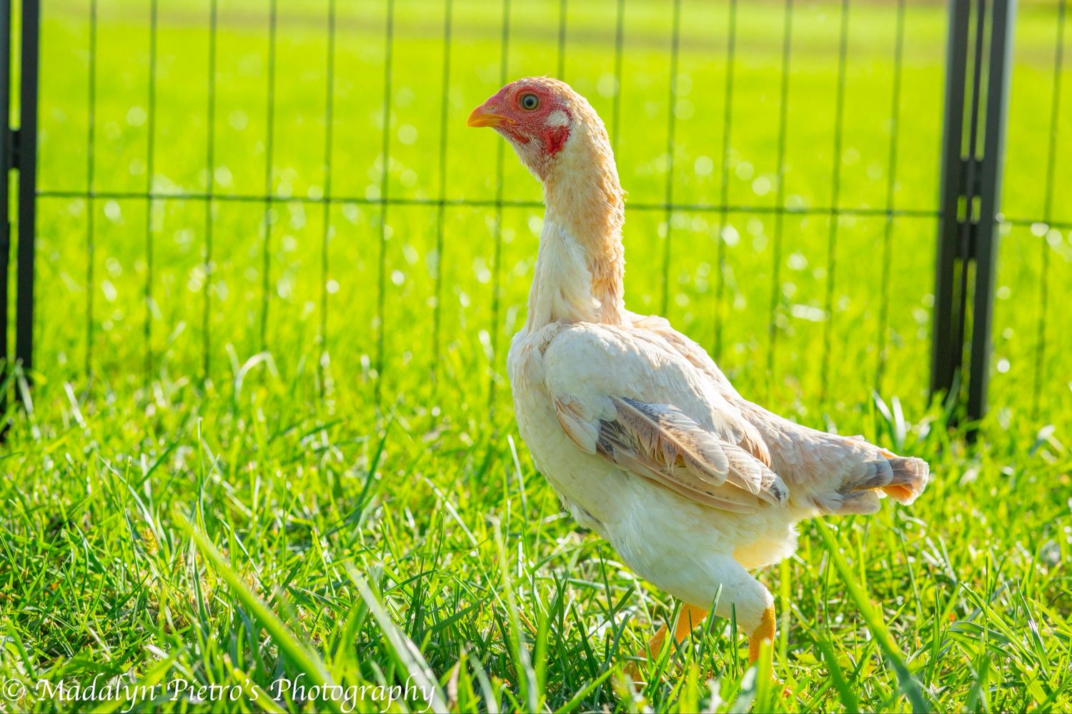 Ko Shamo (Shamo Bantam)