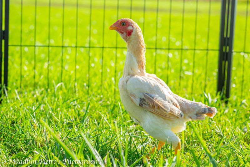 Ko Shamo (Shamo Bantam)
