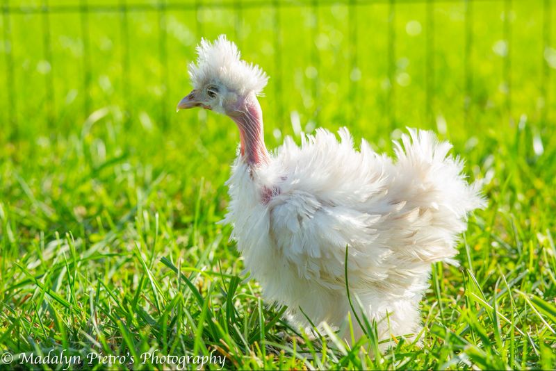 Silkie Showgirl