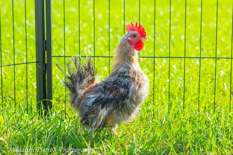 Silkie Serama