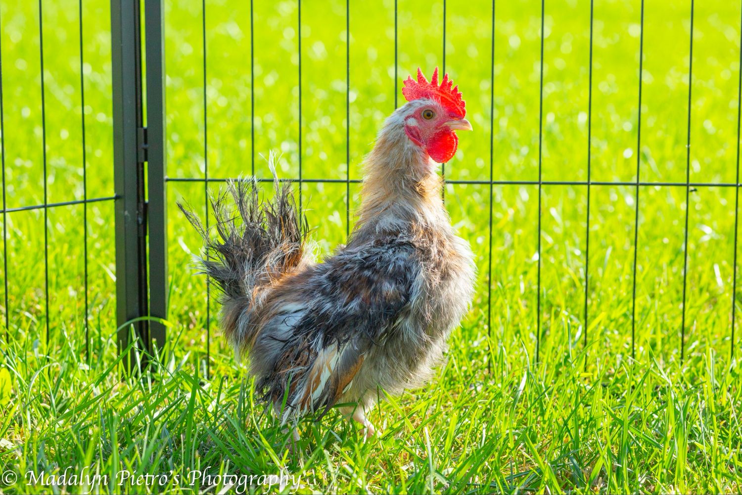 Silkie Serama